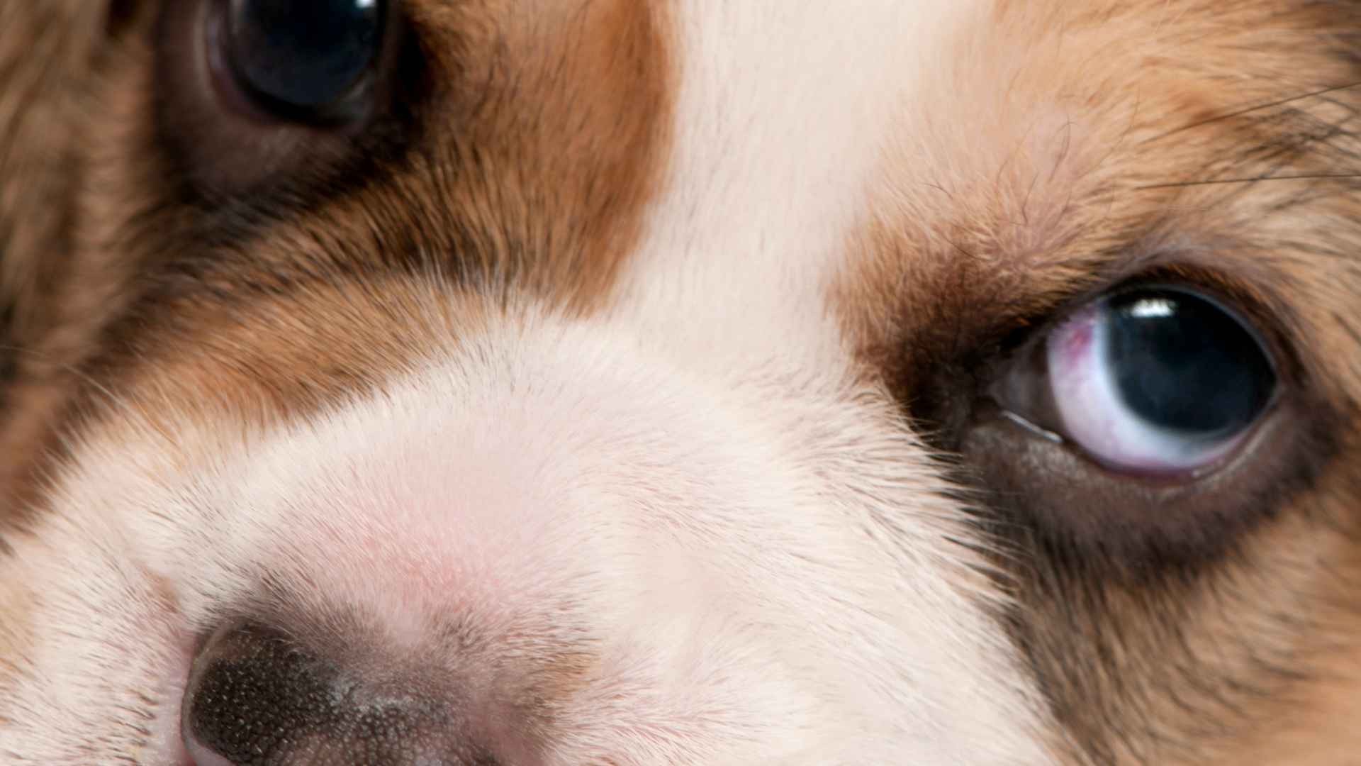 Ojos de ballena en perros